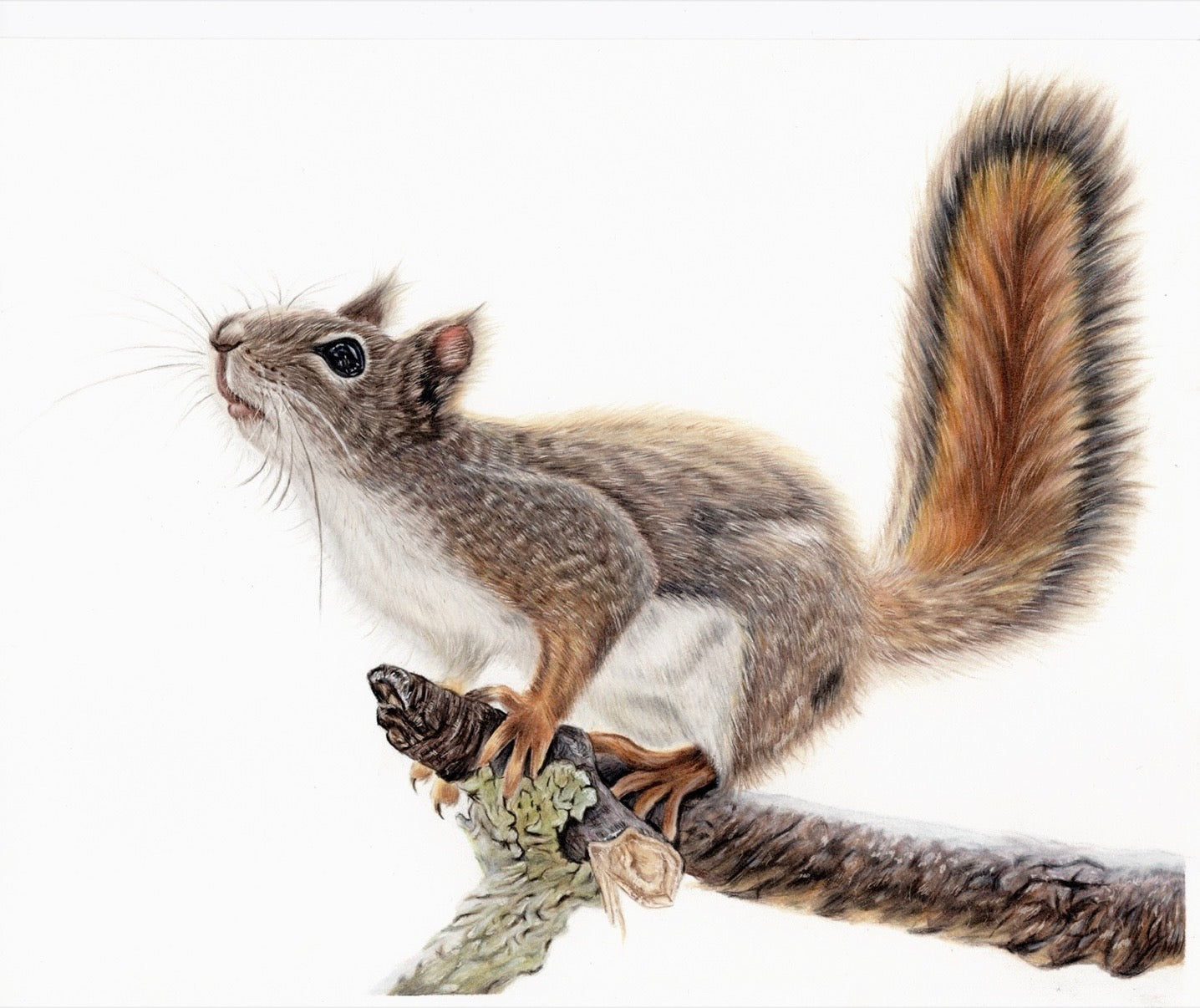 Squirrel Original Drawing
