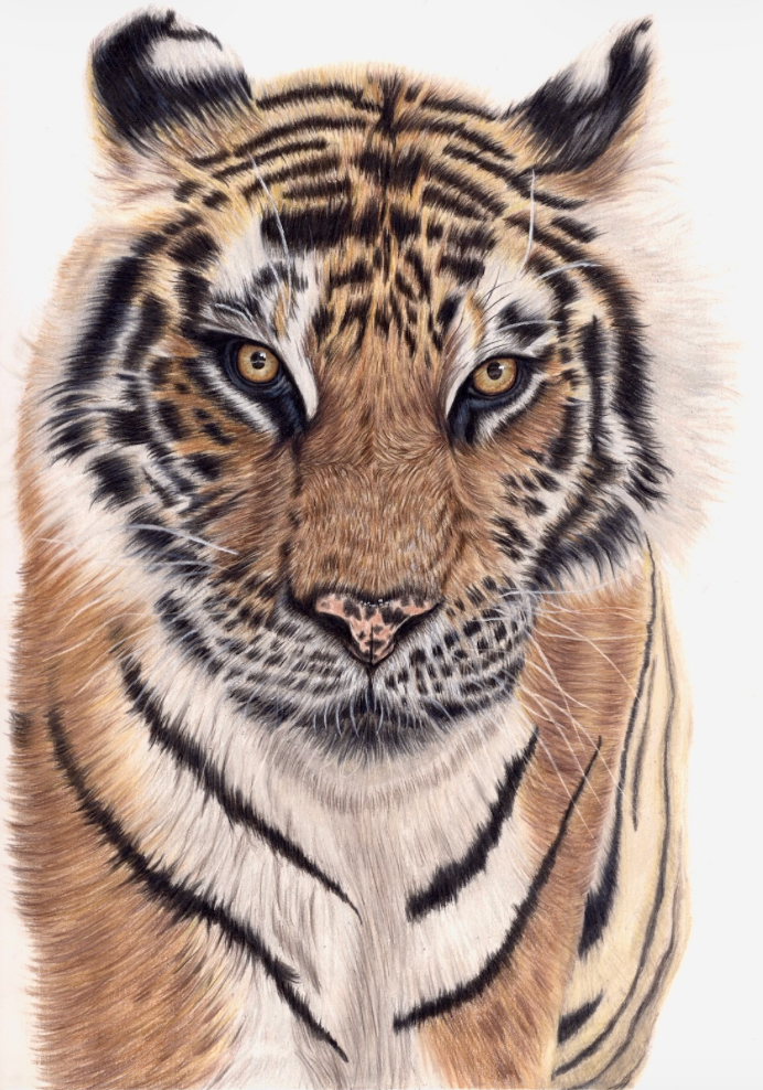 Tiger Original Drawing